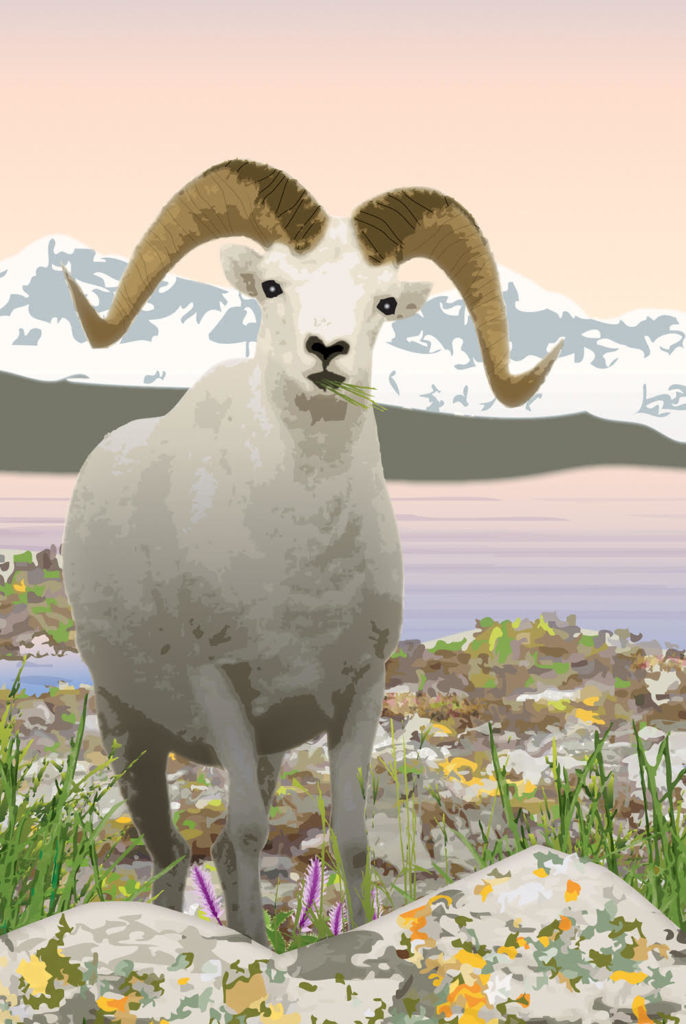 Illustration of an Arctic-dwelling Dall Sheep is from "Who Needs an Iceberg?  An Arctic Ecosystem" by author/illustrator Karen Patkau, Tundra Books, 2012. 